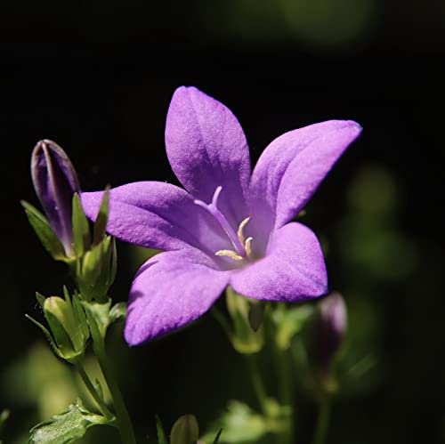12 unidades o 1 m² Campanula 'Prichard's Variety' - Campanula Lactiflora 'Prichard's Variety' Maceta 9x9 cm