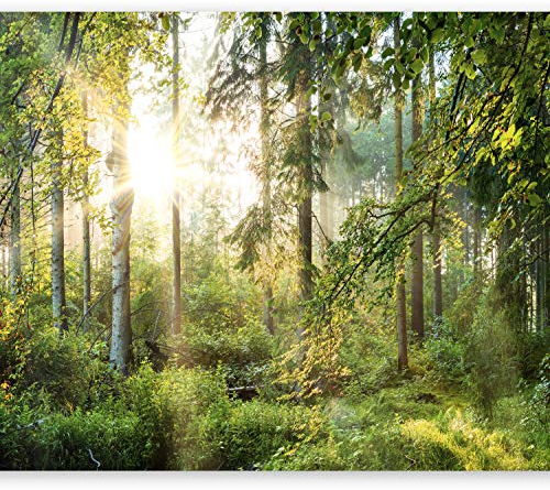 murando - Papier peint panoramique paysage 400x280 cm - Revêtement mural décoration chambre salon - Design moderne - Gris vert beige - Des arbres forêt feuilles nature paysage soleil c-C-0032-a-b
