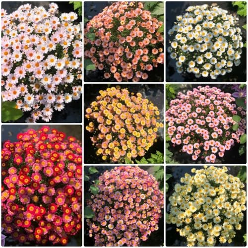 Semillas de Argyranthemum frutescens, raras semillas de margarita, silvestres 50pcs