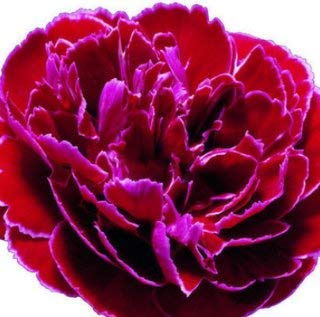 100 teile/beutel, nelkensamen, dianthus caryophyllus, topfpflanzen, pflanzjahreszeiten, blühende pflanzen