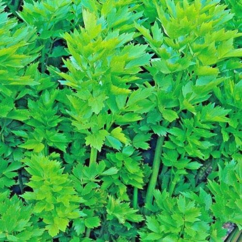 Approx 450 Seeds of Herb Lovage Levisticum Officinalis