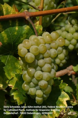Winterharte Tafeltraubenrebe Phönix | Aromatisch & ertragreich | Pflegeleicht & robust | 3-jährige getopfte Weinrebe