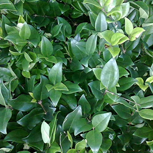 Ligustrum Lucidum – kinesisk privet 30–40 cm krukväxt