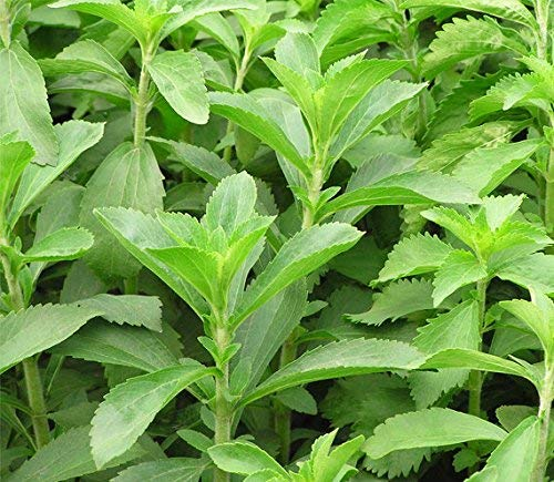 Stevia Herbe de | 15 graines