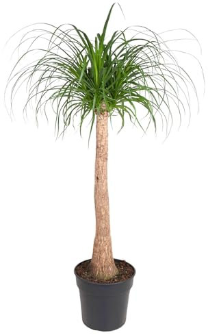 La Green Touch - Beaucarnea - Plante d'intérieur - Pot 32cm, Hauteur 130 cm