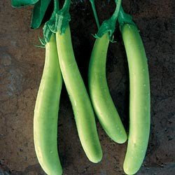 Asian Heirloom Heritage Aubergine Eggplant Seeds. RAVEENA Long Green. Certified Organic Grower
