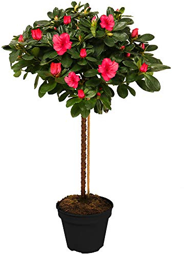 Arbre Azalée Japonica | Arbres pour Petits Jardins Bordure Patio Plante en Pot | 2-3ft