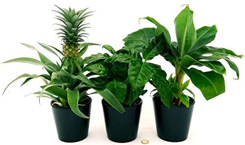 POWERS TO FLOWERS - PIANTA DEL BANANO, PIANTA DEL CAFFE', PIANTA DELL'ANANAS, TRIS PIANTE DA FRUTTO TROPICALI, vaso13CM, piante vere