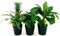 POWERS TO FLOWERS - PIANTA DEL BANANO, PIANTA DEL CAFFE', PIANTA DELL'ANANAS, TRIS PIANTE DA FRUTTO TROPICALI, vaso13CM, piante vere