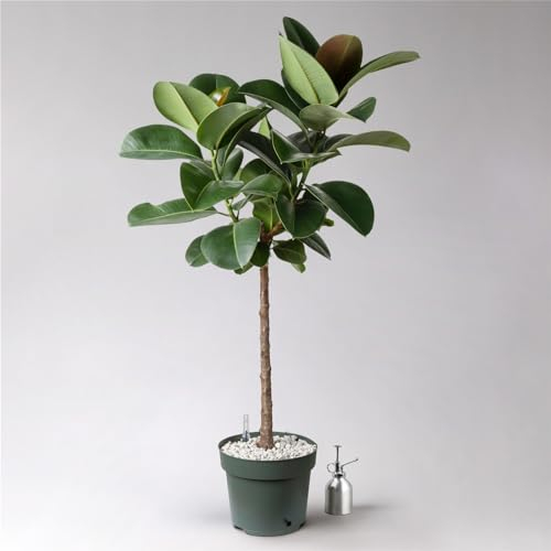 Gummibaum 'Makana', Topf-Ø 27 cm, Höhe ca. 120 cm, inkl. Bewässerungssystem