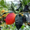 Citron rouge agrumes de Sicile 140 cm 2 ans pépinière Annese