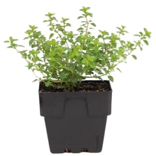 Hierba de Tomillo Planta Aromática Thymus Vulgaris