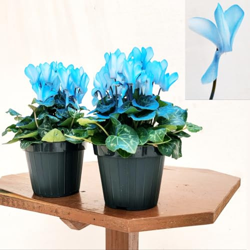 POWERS TO FLOWERS - CICLAMINO COLOR LIFE BLU, 2 PIANTE, VASO 12CM DIAMETRO, piante vere