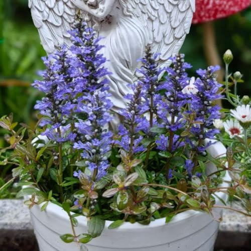 Ajuga reptans - Kriechender Günsel - blumendeko balkonpflanzen blumenwiese geschenke für gärtner bodendecker winterhart mehrjährig exotische 500Samen