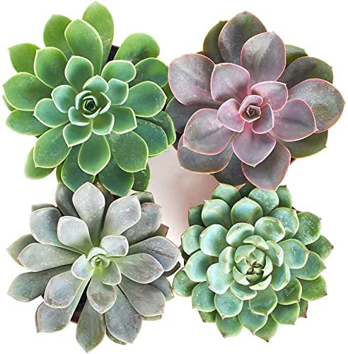 Plantas Suculentas Echeveria DECOALIVE Mini Plantas Crasas Naturales