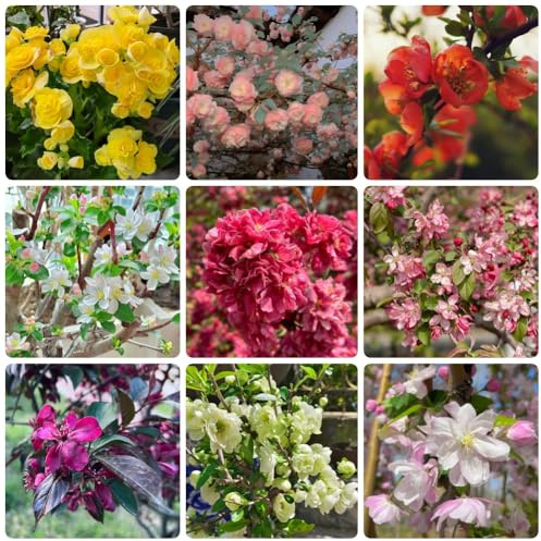 Malus Spectabilis Blumensamen, gartendeko für draußen blumensamen stauden winterhart mehrjährig begonie hängend kaufen zimmerbonsai blühende sträucher 20pcs