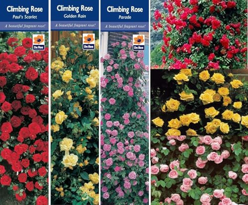 3 Climbing Rose Bushes Parade, Scarlet & Golden Bare Rooted Garden Plant SHRUBS