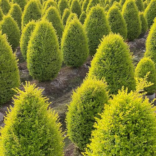 semillas de aligustre - Decoración jardín balcón resistentes 500pcs