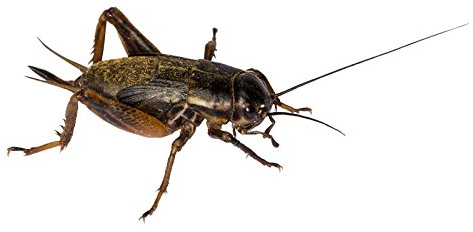 Großpackung mittel Mittelmeergrillen Zweifleckgrillen in Dosen praktisch verpackt Futterinsekten Futtertiere ca. 400 Stück