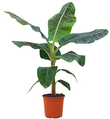 PLNTS - Musa Dwarf Cavendish Bananier (Bananier) - Plante verte - Plante d'intérieur en 21 cm Pot - Hauteur 90 cm