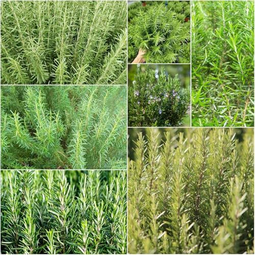 semillas de romero organicas semillas resistentes para jardín, de exóticas resistentes, romero para decorar 550pcs