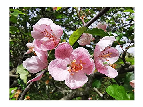 Prairie Crab Apple Malus IOENSIS, Fragrant, Flowering, Small Tree, Hardy, Rare Fruit Tree - 10-15cm Tall Starter Plant in a 7/8cm Pot