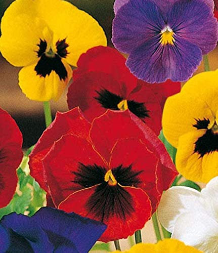 VIOLA del pensiero gigante in miscuglio (Viola tricolor) - SEMI