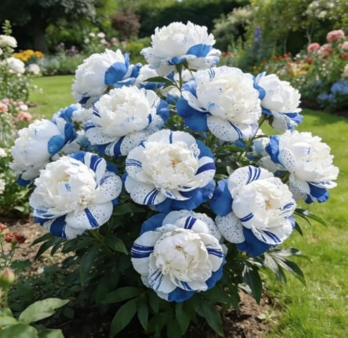 Rizomi di peonia - Rizomi di peonia sfusi in vendita - Arbusto perenne resistente - Resistente e robusto - Decorazione da giardino-1 unità-E