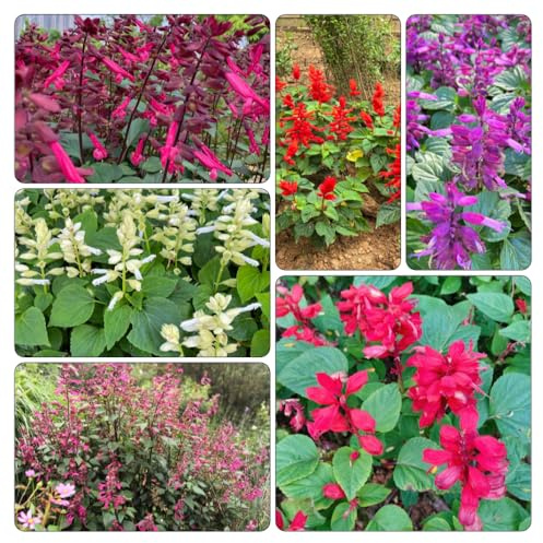 semi di salvia del fuoco, interno Salvia splendens arredamento soggiorno tappezzante resistente in vaso decorazioni giardino 500pcs