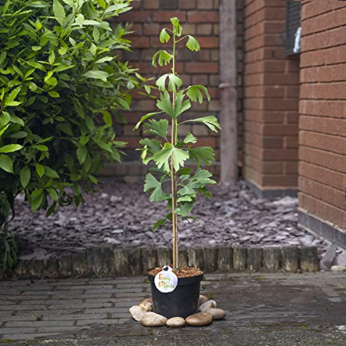 1 x Ginkgo Biloba Maidenhair Tree en pot de 20 cm de hauteur pour extérieur de 85 à 95 cm de hauteur