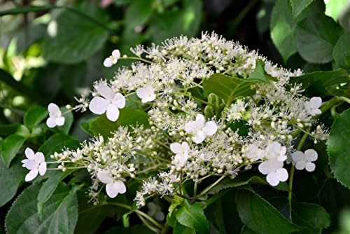 Suttons Climbing Hydrangea Petiolaris, Shade Loving Plant, White Flowers with Heart Shaped Leaves, Ideal for Cottage Gardens, Patios and Containers (3 x 2 Litre Pot)