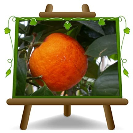 EURO PLANTS VIVAI Cítricos naranja Sanguinello Fruto de pulpa roja Jarrón ø 26 cm Altura 150~170 cm