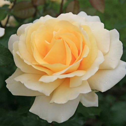 Heirloom Hybrid Tea Roses, Live Own Root Plant for Outdoor Garden, Eleganza® Winter Sun, Lightly Fragrant, Hardiness Zones: 6-10, Repeat Blooming