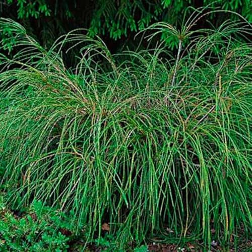 Thuya Whipcord Thuja plicata Whipcord Livré en pot de 2,5 L hauteur 20/30 cm environ Conifère nain persistant Hauteur adulte