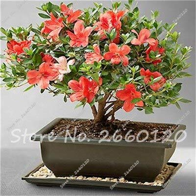 Gris clair: 50Pcs / Sac Japonais Azalea Graines Rhododendron Fleur Graines Plante Graines D'arbres Couverture Fleur 24 Colurs Bonsaï Diy Maison Jardin Aaaa