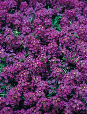 PREMIER SEEDS DIRECT - Alyssum - Royal Carpet - 5000 Seeds - Annual