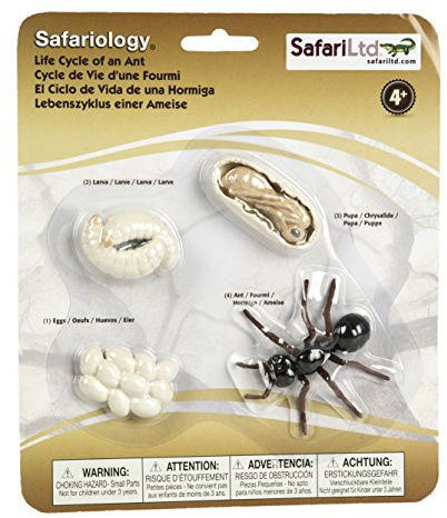 Safari Life Cycle Of An Ant,White