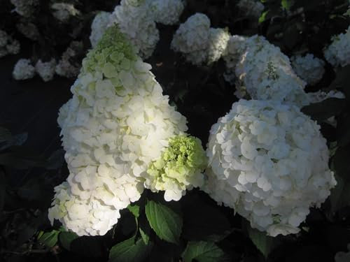 Hydrangea paniculata Magical ® Mont Blanc - Rispenhortensie Magical ® Mont Blanc - 40-60cm