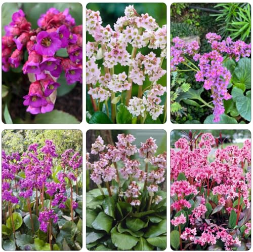 Bergenia semillas de perennes decorativas de oficina primavera jardín jardín interior cama elevada reverdecimiento tejados bonsái 550pcs