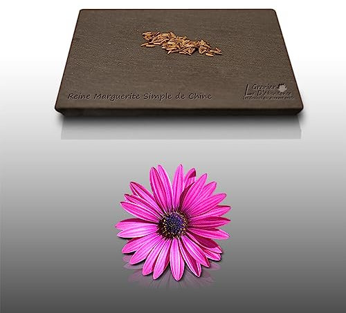 100 graines de Fleurs à semer - Le Grenier d'Abondance - REINE MARGUERITE Simple de Chine - Callistephus chinensis