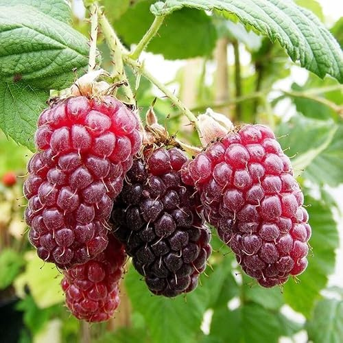 Plant Theory Tayberry Medana Fruit Bush Rubus Fruiting Berry Shrub Plant 3L Pot
