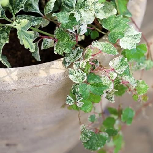 300 pcs Wilder Wein Winterhart Schnellwachsend Samen, wohnzimmer deko, hängepflanze Parthenocissus tricuspidata Samen, pflanzen samen pflanzen für balkon alte sorten saatgut bio samen