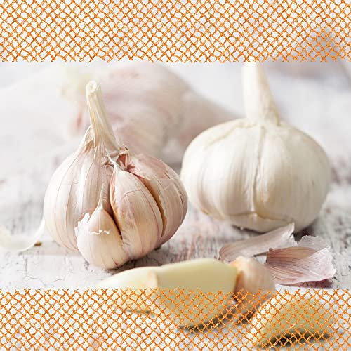 FLORTUS – Winterpflanzknoblauch XXL Messidrome 3 Knollen zertifiziertes Pflanzgut, keine Samen – Knollengröße 50 - 60 mm – winterhart, würziger Knoblauch aus Südfrankreich