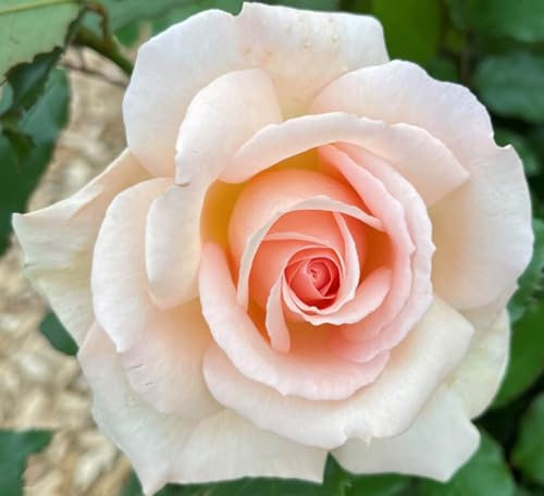 Rosa Chandos Beauty Hybrid Tea Rose, Peach-Pink Blooms, Fragrant, 3 Litre Pot