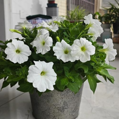 Semillas de petunia colgantes resistentes, decoración de cercas petunia colgantes decorativas resistentes para balcón raras, 400pcs