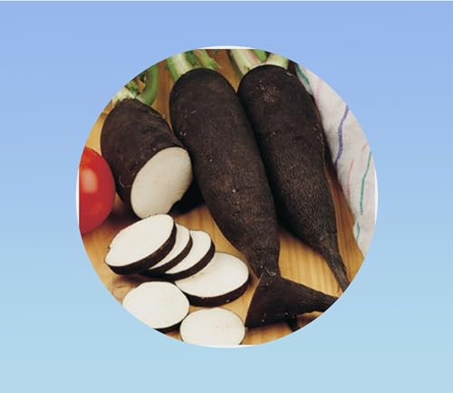 600 graines Radis long - noir hiver