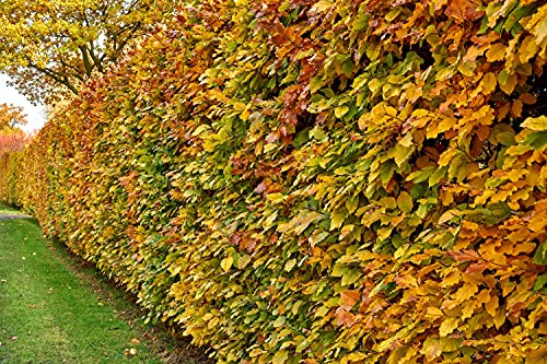 Rotbuchen 100st. 30-60cm Rotbuche Fagus sylvatica Wurzelware Heckenpflanzen Gartenhecke
