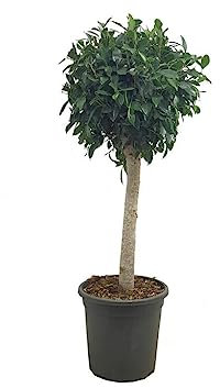 Garden Center shop by VM Planta Natural FICUS NITIDA Copa M32 110-130CM Planta Natural Exterior
