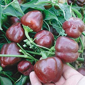 vegherb 1/4 Gram Graines de Chocolat Miniature Poivron conventionnelle et Biologique