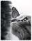 YISUMEI Decke 150x200cm Flauschige Kuscheldecke Weich Flanell Fleecedecke Schmetterlings Katze